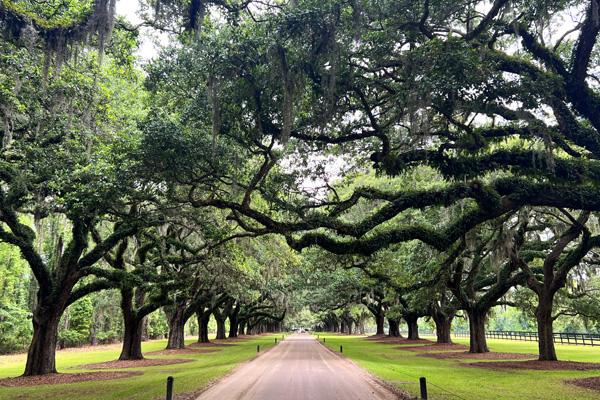 Avenue of the Oaks